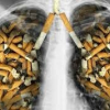 Khói thuốc lá độc hại như thế nào đến cơ thể người