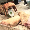 TP HCM cấp tập ngăn dịch tả lợn châu Phi
