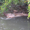 Xác lợn nổi đầy mặt suối ở Lâm Đồng