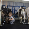 Bà mẹ Mỹ dạy con vắt sữa bò, nhổ cỏ từ lúc 2 tuổi