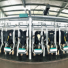 Vinamilk tiếp tục nhập khẩu 1.600 bò thuần chủng từ Mỹ