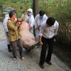 Phát hiện thêm ổ dịch tả lợn Châu Phi mới tại Thừa Thiên - Huế