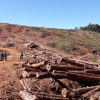 Chủ tịch xã nhận 350 triệu đồng để 'lâm tặc' hạ rừng
