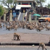 Đói khát vì vắng du khách, hàng trăm con khỉ ẩu đả giành thức ăn