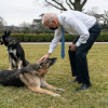 Chó cưng của Biden bị 