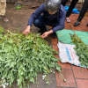 Hà Nội: Xử lý nghiêm vụ trồng gần 400 cây anh túc để… ngâm rượu