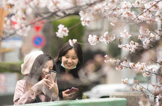 Lễ hội hoa anh đào Nhật Bản bị hủy bỏ