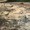 Nhà máy xả thải khiến cá tôm chết la liệt trên sông