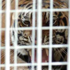Vườn thú Hà Nội sẽ nhận nuôi 8 con hổ trong chuyên án ở Nghệ An
