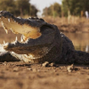 Du khách say rượu rơi vào bể cá sấu ở Zimbabwe