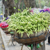 Tháng 4 về, hoa loa kèn tinh khôi sắc trắng tràn ngập phố Hà Nội