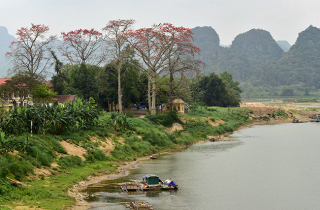 Xao xuyến mùa hoa gạo nở đỏ rực các miền quê