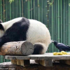 Quạ giật trộm lông gấu trúc xây tổ trong vườn thú Bắc Kinh