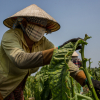 Cánh đồng thuốc lào lớn nhất Sài Gòn vào mùa thu hoạch
