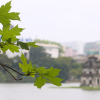 Cây phong ra lá xanh mướt trên phố Hà Nội
