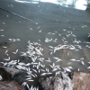 Cá chết nổi trắng sông ở Quảng Ngãi