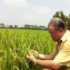 Việt Nam đang dôi dư 3 triệu tấn gạo, có nên xuất khẩu?