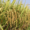 Thủ tướng đồng ý cho xuất khẩu gạo trở lại bình thường từ 1/5