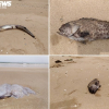 Cá chết ở biển Nghi Thiết, Nghệ An: Kết quả phân tích chất lượng nước biển