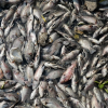 Vì sao cá chết trắng kênh Nhiêu Lộc - Thị Nghè
