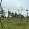 Nhiều cây xanh tại dự án “1km 9 tỷ đồng tiền cây” bị chết khô