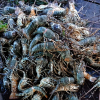 Gần 60.000 tôm hùm nuôi trên vịnh Cam Ranh bị chết