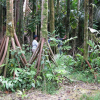 Giải mã bí ẩn về những cây cọ biết đi trong rừng Ecuador