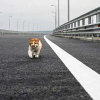 Chú mèo nổi tiếng hơn Putin trong lễ khánh thành cây cầu nối Crimea