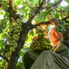 Trèo cây cao hơn chục mét hái quả dâu da ở Đồng Nai
