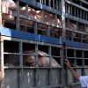 Dịch tả lợn châu Phi xuất hiện ở Đồng Nai