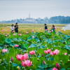 Sen nở hồng bên cánh đồng lúa chín ở Thừa Thiên - Huế