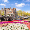 Vì sao hoa tulip bắt nguồn từ Trung Á lại nổi tiếng ở Hà Lan?