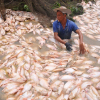 Cá lại chết hàng loạt trên sông La Ngà sau trận mưa lớn