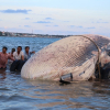Cá 'Ông' khổng lồ 15 tấn 'lụy' biển Mũi Né, ngư dân mất 7 tiếng để đưa vào
