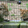 Sư tử, hổ, báo và gấu sổng khỏi vườn bách thú tại Đức