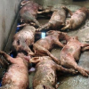 Hà Tĩnh: Đàn lợn bị đâm chết la liệt trong đêm