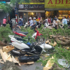 Cây phượng cổ thụ đổ ở phố trung tâm Hà Nội, 5 người bị thương
