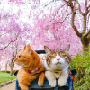 Hai con mèo cùng chủ chu du khắp Nhật Bản