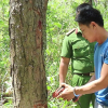 Kẻ chủ mưu đầu độc 3.000 gốc thông ở Lâm Đồng bị bắt