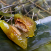 Món phổ biến trong ngày Tết giết sâu bọ ở Sài Gòn