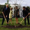 Cây sồi Trump và Macron cùng trồng ở Nhà Trắng đã chết