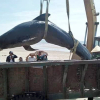 Xác cá voi nặng gần một tấn dạt vào bờ biển Hà Tĩnh