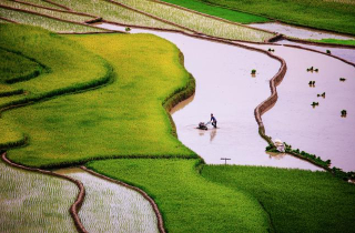 Mùa nước đổ trên ruộng bậc thang Tú Lệ và Mù Cang Chải