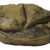 Phát hiện hóa thạch trứng thằn lằn lớn nhất thời đại khủng long