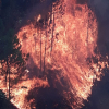 Hơn 200 ha rừng thông bốc cháy dữ dội