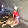 Nữ du khách bị sư tử vồ ngay sau khi chụp ảnh