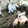 Việt Nam sẽ mở rộng nghiên cứu thí nghiệm văcxin phòng tả lợn châu Phi