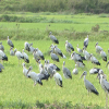 Đàn chim di cư lần đầu xuất hiện ở Quảng Trị
