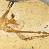 Hóa thạch 115 triệu năm của cây hoa loa kèn cổ nhất thế giới