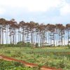 Hơn 300 cây thông ở Lâm Đồng bị đầu độc